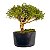 Pré Bonsai de Serissa Chinesa 6 anos - Imagem 10