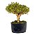 Pré Bonsai de Serissa Chinesa 6 anos - Imagem 11