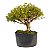Pré Bonsai de Serissa Chinesa 6 anos - Imagem 12