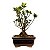 Bonsai de Mini Azaléia - Satsuki - Florescendo 2 anos - Imagem 7