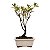 Bonsai de Mini Azaléia - Satsuki - Florescendo 2 anos - Imagem 19