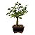 Bonsai de Flor de Lótus (Grewia Occidentalis) 2 anos - Imagem 20