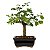 Bonsai de Flor de Lótus (Grewia Occidentalis) 2 anos - Imagem 19