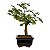 Bonsai de Flor de Lótus (Grewia Occidentalis) 2 anos - Imagem 18