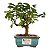 Bonsai de Flor de Lótus (Grewia Occidentalis) 2 anos - Imagem 13