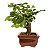 Bonsai de Flor de Lótus (Grewia Occidentalis) 2 anos - Imagem 8