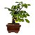 Bonsai de Flor de Lótus (Grewia Occidentalis) 2 anos - Imagem 6