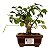Bonsai de Flor de Lótus (Grewia Occidentalis) 2 anos - Imagem 5