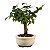 Bonsai de Flor de Lótus (Grewia Occidentalis) 2 anos - Imagem 12