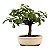 Bonsai de Flor de Lótus (Grewia Occidentalis) 2 anos - Imagem 11