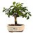 Bonsai de Flor de Lótus (Grewia Occidentalis) 2 anos - Imagem 9