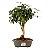 Bonsai de Pitanga Produzindo 5 anos - Imagem 5