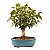 Bonsai de Pitanga Produzindo 5 anos - Imagem 15