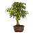 Bonsai de Acer Kaede 14 anos 47 cm - Espécie Japonesa - Imagem 2