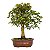Bonsai de Acer Kaede 14 anos 47 cm - Espécie Japonesa - Imagem 3