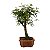Bonsai de Calliandra Branca 5 Anos - Imagem 2