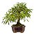 Bonsai de Calliandra Branca 5 Anos - Imagem 12
