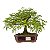 Bonsai de Calliandra Branca 5 Anos - Imagem 9