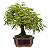 Bonsai de Calliandra Branca 5 Anos - Imagem 10