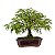 Bonsai de Calliandra Branca 5 Anos - Imagem 11