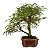 Bonsai de Calliandra Branca 5 Anos - Imagem 8