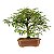 Bonsai de Calliandra Branca 5 Anos - Imagem 7