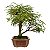 Bonsai de Calliandra Branca 5 Anos - Imagem 6