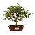 Bonsai de Calliandra Branca 5 Anos - Imagem 5