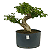 Pré Bonsai de Ligustrinho 6 anos (36 cm) - Imagem 1