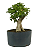 Pré Bonsai de Ligustrinho 6 anos (36 cm) - Imagem 3