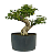 Pré Bonsai de Ligustrinho 6 anos (36 cm) - Imagem 2