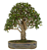 Bonsai de Carmona 15 anos (50 cm) - Imagem 1