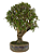 Bonsai de Carmona 15 anos (50 cm) - Imagem 2