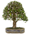 Bonsai de Carmona 15 anos (50 cm) - Imagem 3