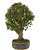 Bonsai de Carmona 15 anos (50 cm) - Imagem 4