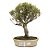 Bonsai de Cerejeira Silvestre 15 anos - 38 cm - Frutificando - Imagem 1
