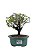 Serissa (Phoetida) 3 anos (20cm) Florescendo - Imagem 1