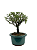 Serissa (Phoetida) 3 anos (20cm) Florescendo - Imagem 4