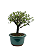 Serissa (Phoetida) 3 anos (20cm) Florescendo - Imagem 2