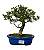 Bonsai de Jasmim Anão (Gardênia) 5 anos - 30 cm - Imagem 1