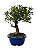 Bonsai de Jasmim Anão (Gardênia) 5 anos - 30 cm - Imagem 2