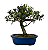 Bonsai de Jasmim Anão (Gardênia) 5 anos - 30 cm - Imagem 3