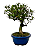 Bonsai de Jasmim Anão (Gardênia) 5 anos - 30 cm - Imagem 4