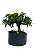 Pré Bonsai de Jasmim Anão (Gardênia) 4 anos - 36 cm - Imagem 1