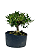 Pré Bonsai de Jasmim Anão (Gardênia) 4 anos - 36 cm - Imagem 2