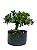 Pré Bonsai de Jasmim Anão (Gardênia) 4 anos - 36 cm - Imagem 3