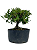 Pré Bonsai de Jasmim Anão (Gardênia) 4 anos - 36 cm - Imagem 4