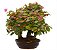 Bosque de Bonsai de Loropetalum Rubrum 21 anos (43 cm) - Imagem 2