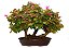 Bosque de Bonsai de Loropetalum Rubrum 21 anos (43 cm) - Imagem 3