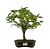 Bonsai de Amoreira 5 anos (35 cm) Frutificando - Imagem 1